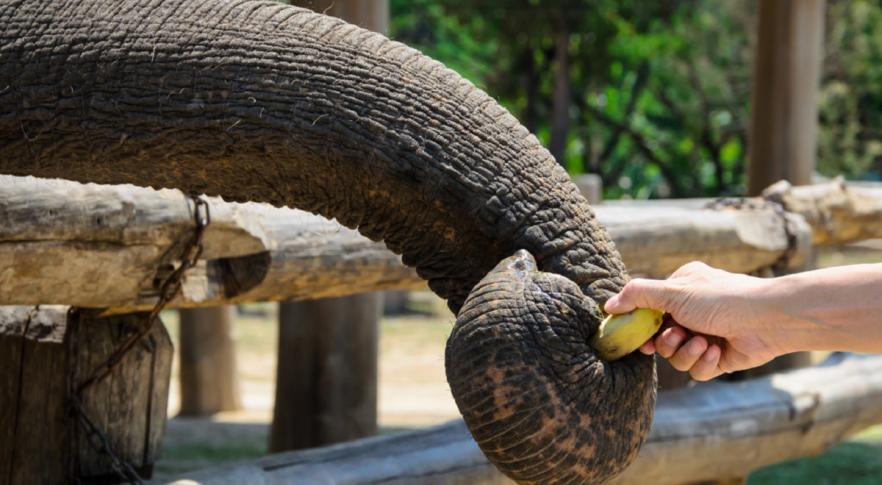 Elefante com banana na tromba