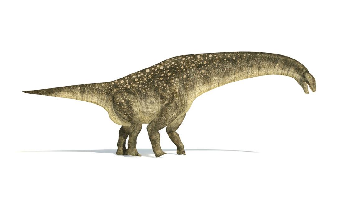 Encontrados centenas de ovos de titanossauro, um dos maiores dinossauros do mundo-0