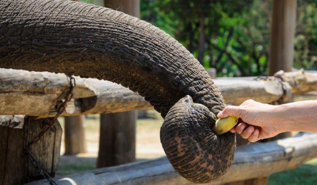 Elefante aprende a descascar banana com a tromba em zoológico na Alemanha-0