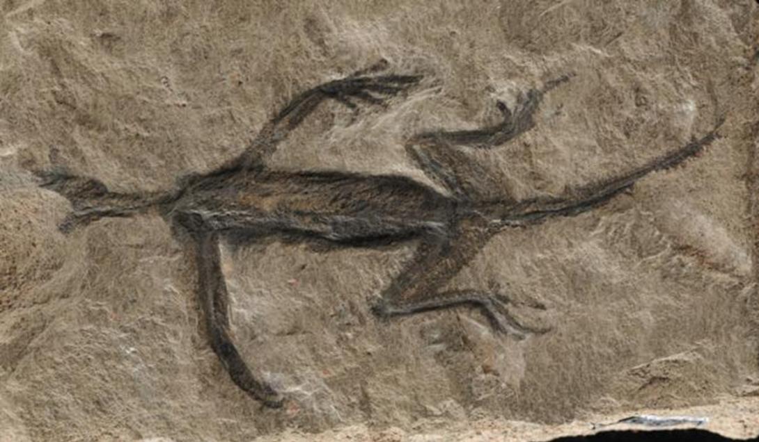 Fóssil de réptil que está entre os mais antigos do mundo é falso-0