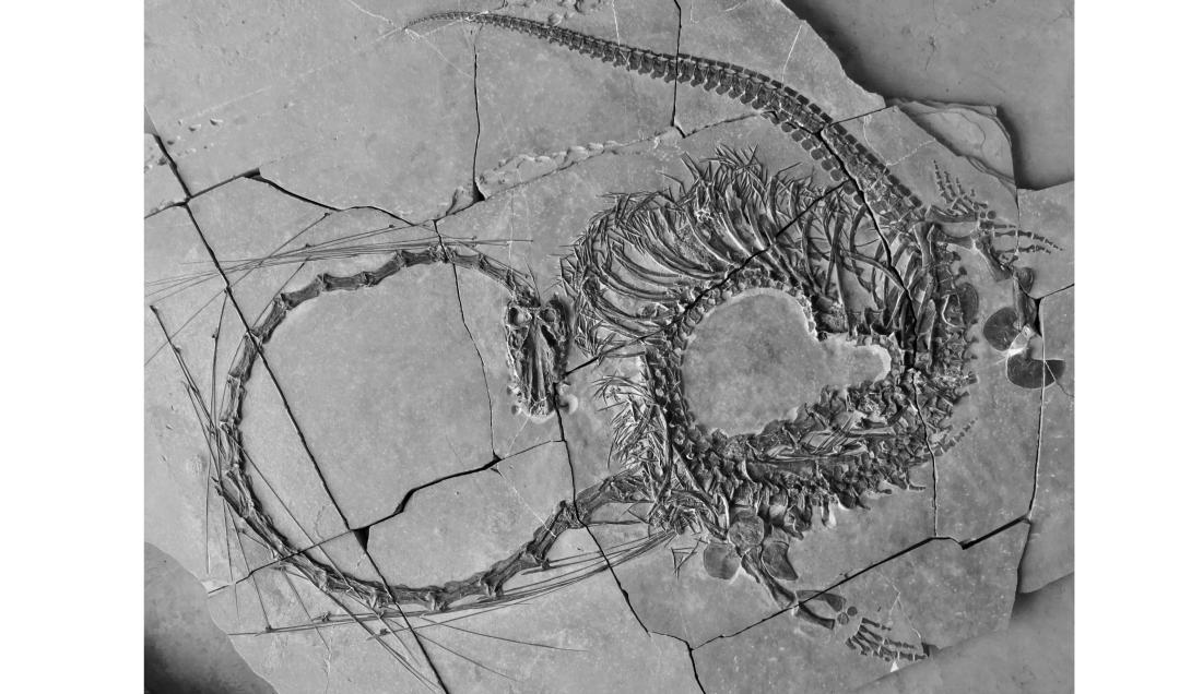 Fóssil de "dragão chinês" de 240 milhões de anos é revelado por pesquisadores-0