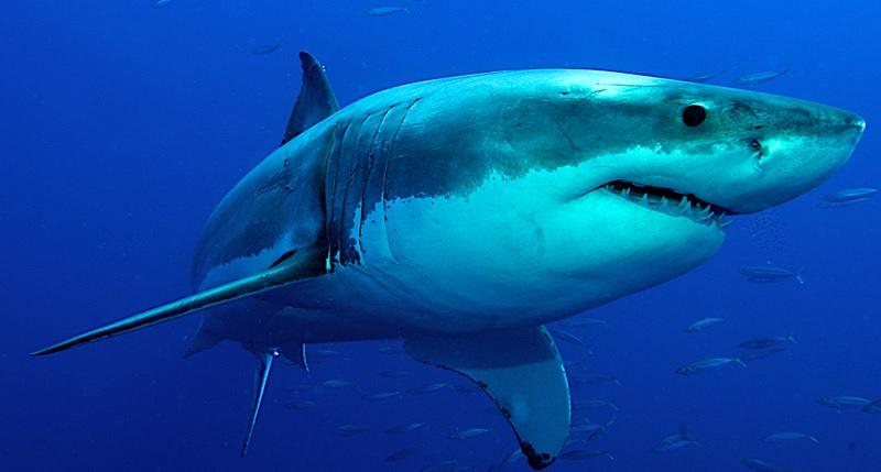 Descoberta sobre pele de tubarão pode tornar aviões mais rápidos-0