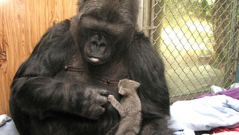 Morre Koko, a gorila que se comunicava por sinais-0
