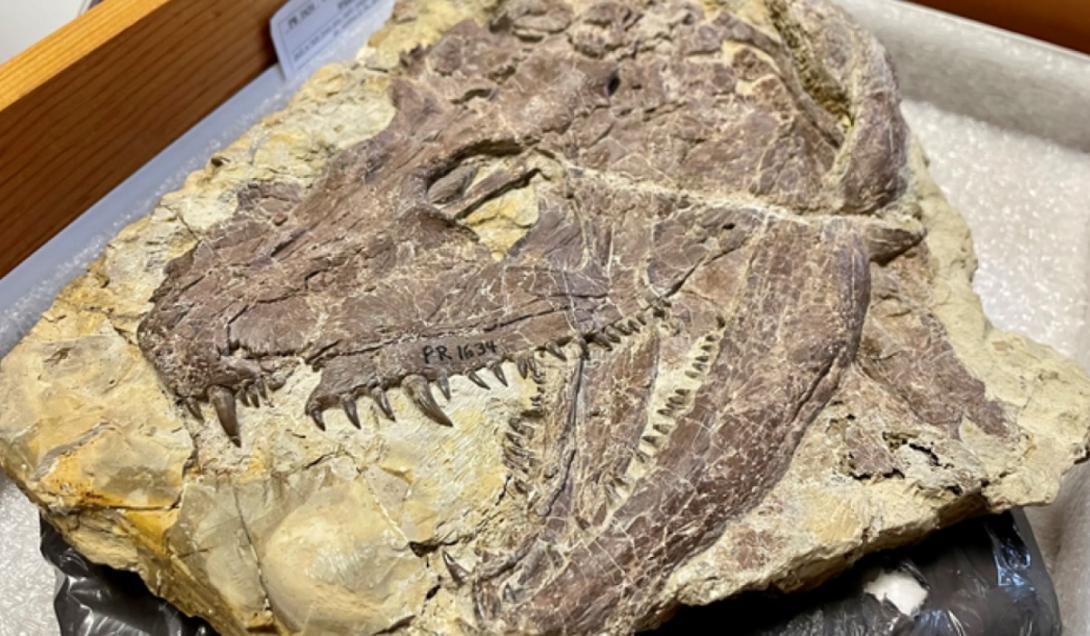 Fóssil de superpredador que viveu antes dos dinossauros é encontrado nos EUA-0