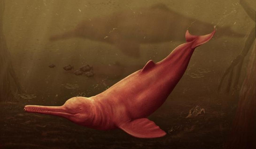 Encontrado na Amazônia o crânio fossilizado do maior golfinho que já existiu-0