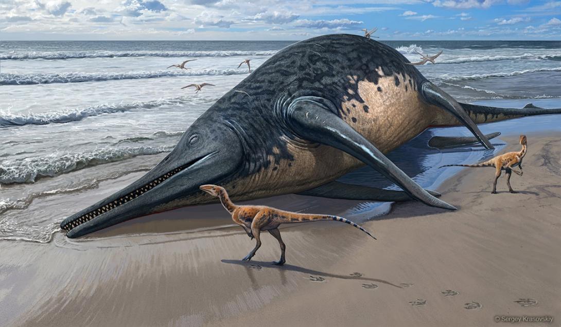 Menina de 11 anos encontra fósseis do maior réptil marinho do mundo-0